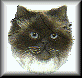 Image Name